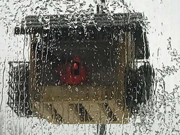 A bright red cardinal at the birdhouse